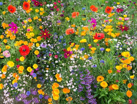 Wildflower Honey for Allergies - Dear Honey Store